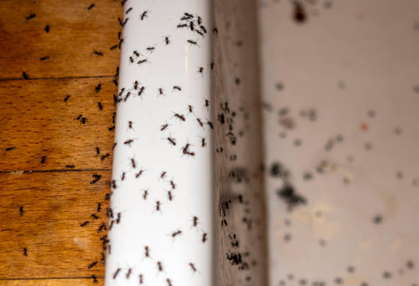 Pest Control Cost in Seabrook Farms, NJ
