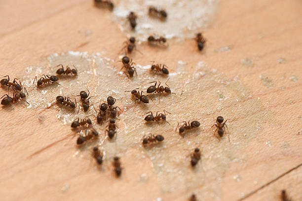 Best Emergency Pest Control  in Seabrook Farms, NJ