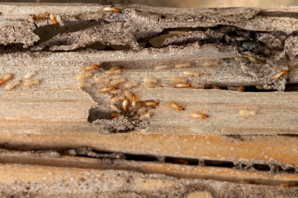 Best Emergency Pest Control  in Seabrook Farms, NJ