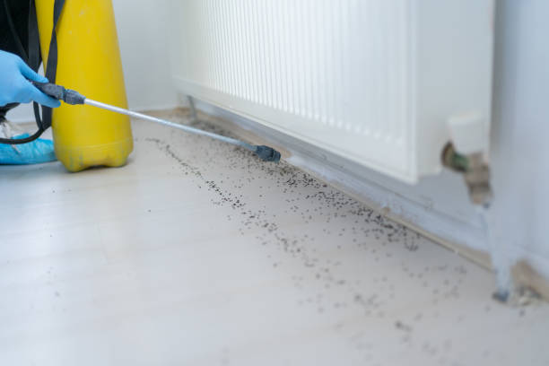 Best Flea Control Services  in Seabrook Farms, NJ